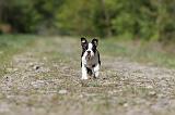 BOSTON TERRIER 206